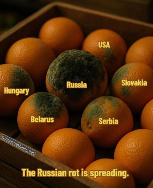 pleseň